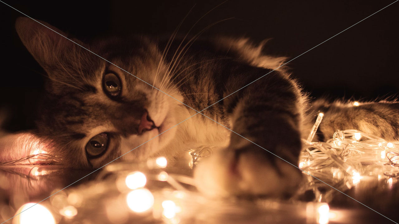 adorable animal baby