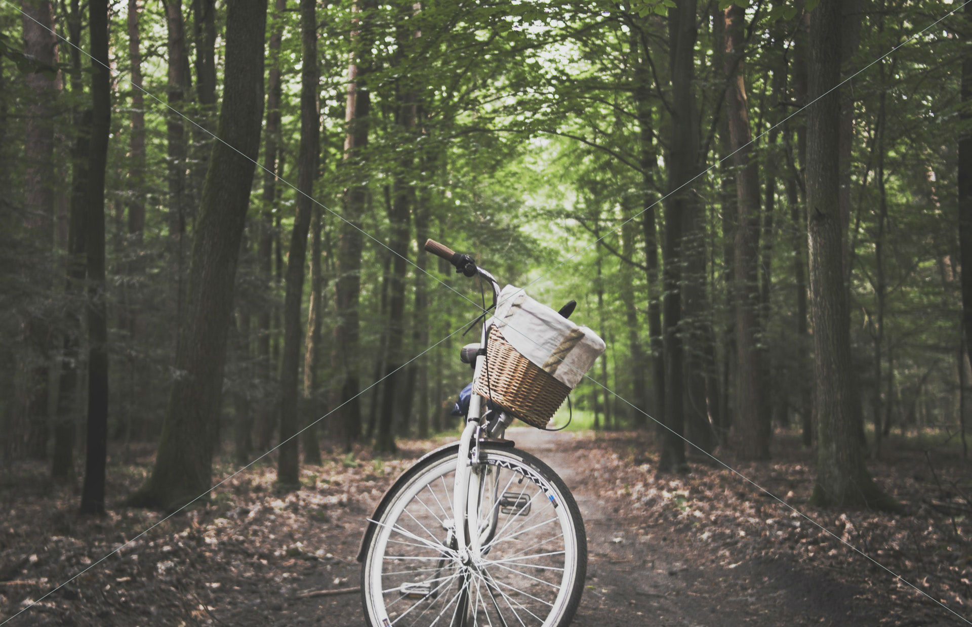 adventure basket bicycle