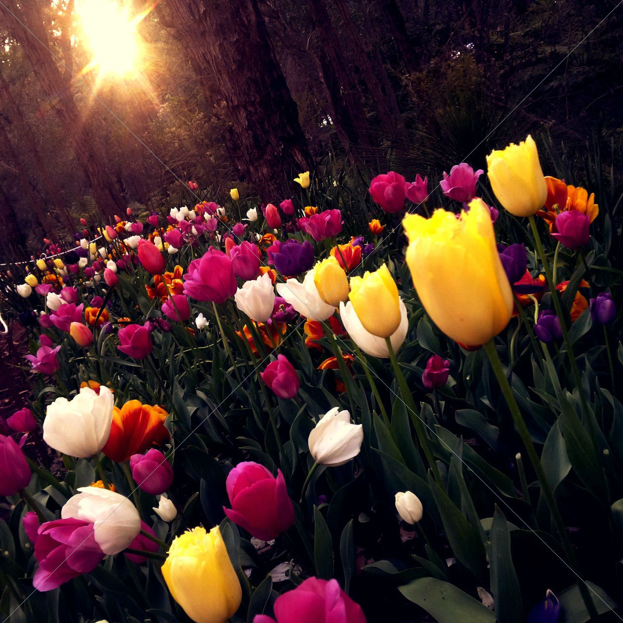 beautiful bright colorful